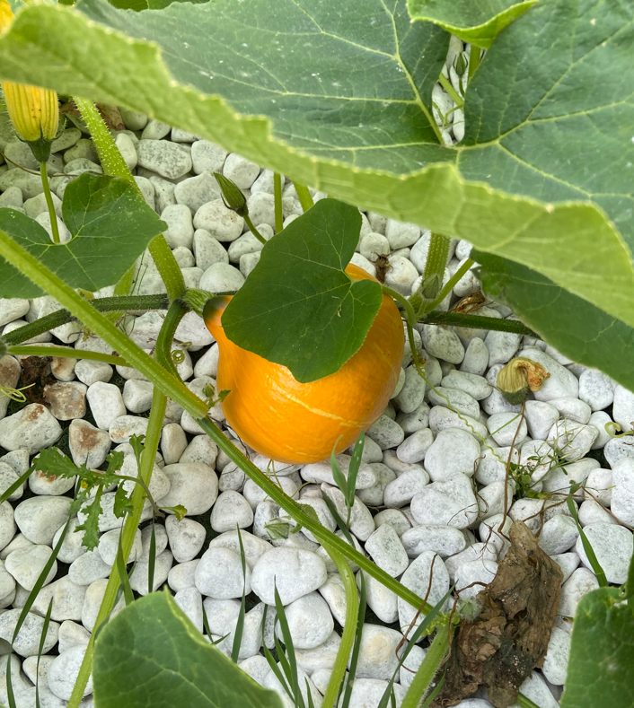 ECOLE PRIVEE MATERNELLE BILINGUE DANS LES YVELINES