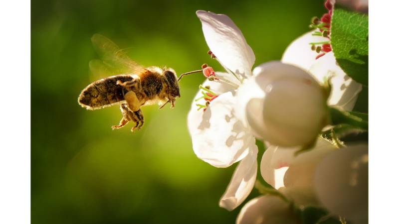 Des groupes d’âges mélangés à l'Ecole Montessori du 78 Juziers