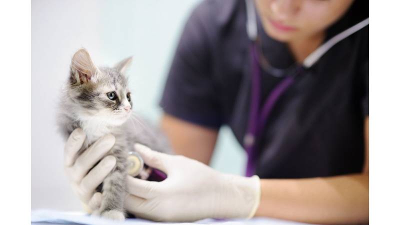 COLLEGE PRIVEE BONNE REPUTATION HARDRICOURT