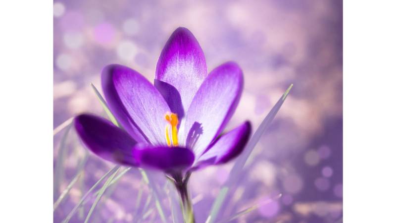 LE MONTESSORI MATRENELLE ET PRIMAIRE 78 GARGENVILLE