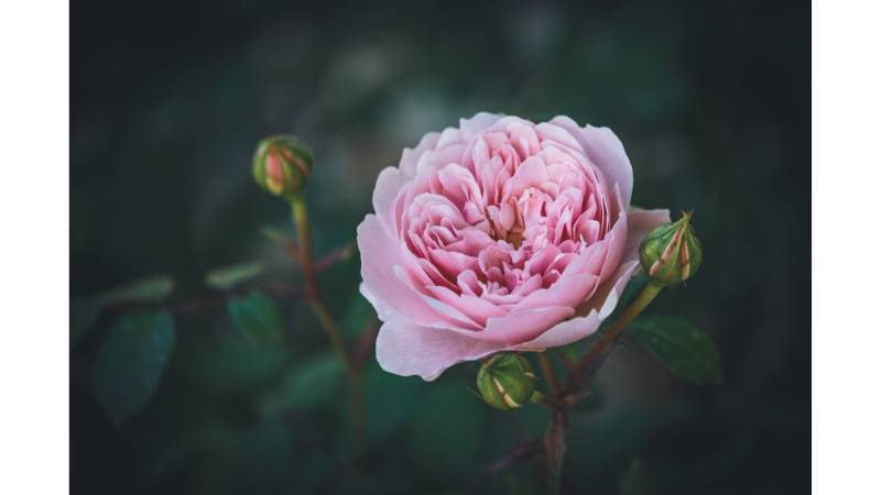 Anglais pour les 3-15 ans Ecole Privée proche Meulan