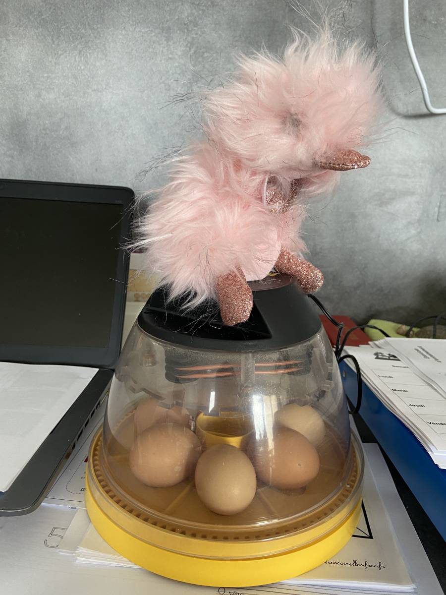Naissance des poussins à L'Ecole Montessori de Gargenville